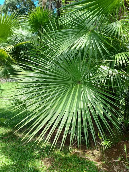 Planta Acoelorrhaphe Palma Paurotis Everglades Palmormadeira Palmininglés Orcubas Tique Paptainspanish —  Fotos de Stock