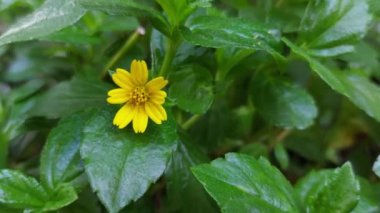 flower of Wedelia chinensis on branch swaying in wind