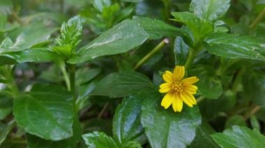 flower of Wedelia chinensis on branch swaying in wind