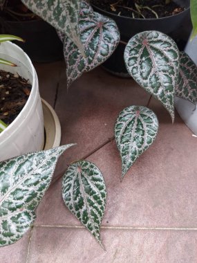 Tanaman bitkisel sirih yaprakları ya da kırmızı betel yaprakları ya da ünlüler biberi ya da kavalcı crocatum ya da kavalcı ornatum. Süslü biber. Bitki..