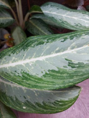 Aglaonema mütevazı bitkisi ya da Çin yeşili ya da on bin yıllık yeşil ya da Çin zambağı..