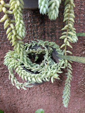 Sedum morganianum bitkisi ya da eşek terzisinin kuyruğu. Crassulaceae ailesinin bitkilerini azaltmak gibi bir şey..