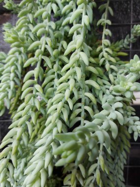 Sedum morganianum bitkisi ya da eşek terzisinin kuyruğu. Crassulaceae ailesinin bitkilerini azaltmak gibi bir şey..