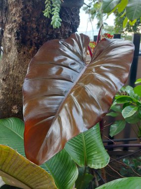 Philodendron Bitkisi Karanlık Lord