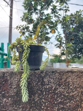 Sedum morganianum bitkisi ya da eşek terzisinin kuyruğu. Crassulaceae ailesinin bitkilerini azaltmak gibi bir şey..