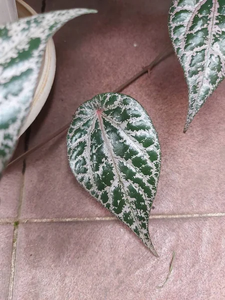 Pflanze Aus Tanaman Kräutern Sirih Gading Oder Roten Betelblättern Oder — Stockfoto