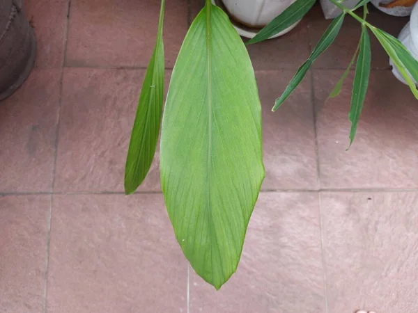 Leaf Turmeric Aflowering Plant Curcuma Longa Thegingerfamily Zingiberaceae Therhizomesof Which — стоковое фото