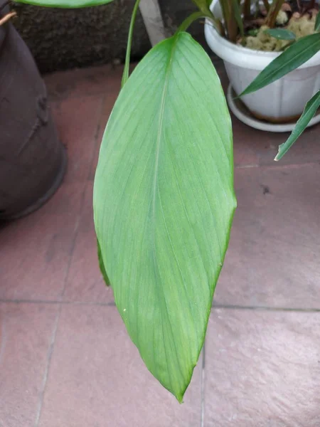 Leaf Turmeric Aflowering Plant Curcuma Longa Thegingerfamily Zingiberaceae Therhizomesof Which — стоковое фото