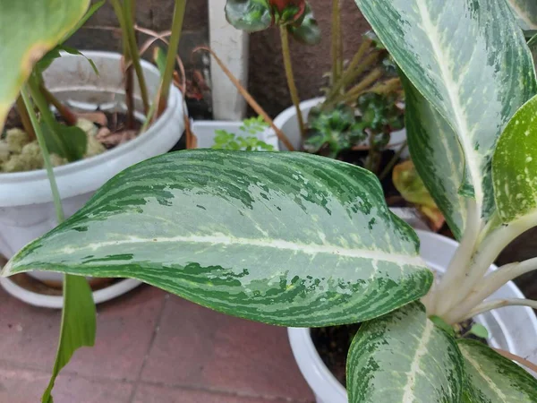 Plant Aglaonema Modestum Chinese Evergreen Green Ten Thousand Years Lily — стоковое фото