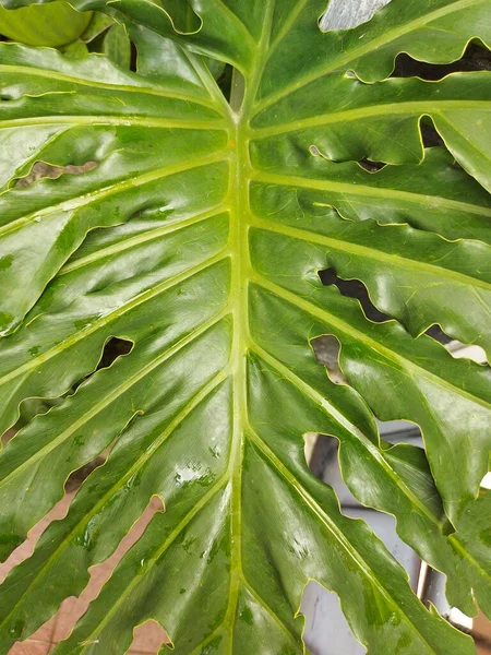 Δέντρο Philodendron Thaumatophyllum Bipinnatifidum Philodendron Selloum Xanadu Μεγάλο Πράσινο Φύλλο — Φωτογραφία Αρχείου
