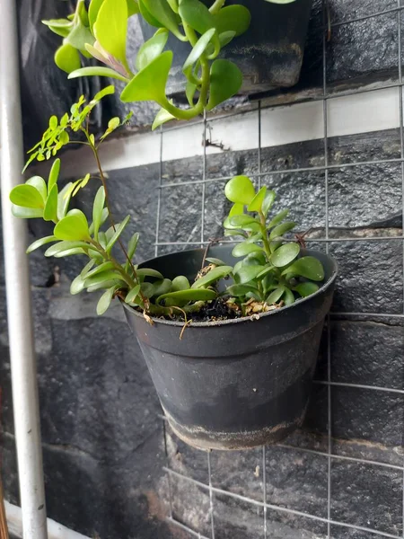 Plant of Kleinia petraea or creeping jade or trailing jadeorweeping jade