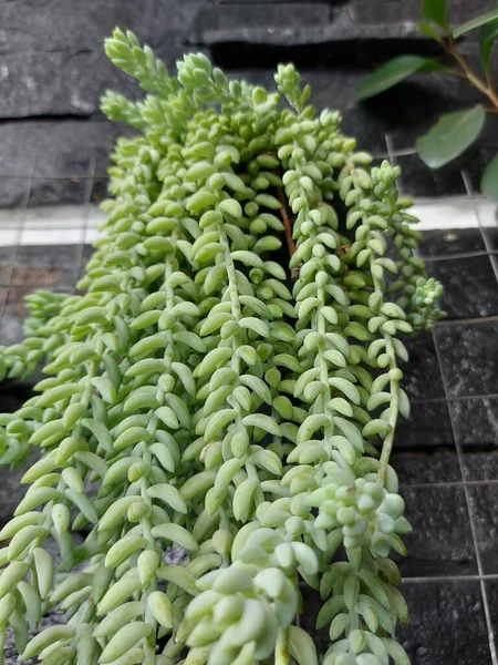 Plant Sedum Morganianum Thedonkey Tailorburro Tail Aspeciesofflowering Plantin Thefamilycrassulaceae — ストック写真