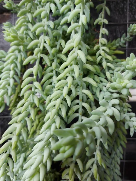Plant Sedum Morganianum Thedonkey Tailorburro Tail Aspeciesofflowering Plantin Thefamilycrassulaceae — Fotografia de Stock