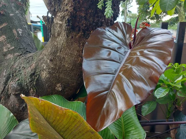 Plant of Philodendron Dark Lord