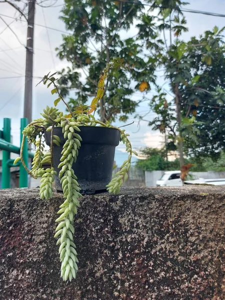 Planta Sedum Morganianum Cola Del Sastre Llave Una Especie Plantillas —  Fotos de Stock