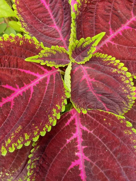 Coleus Rote Blätter Zierpflanze — Stockfoto