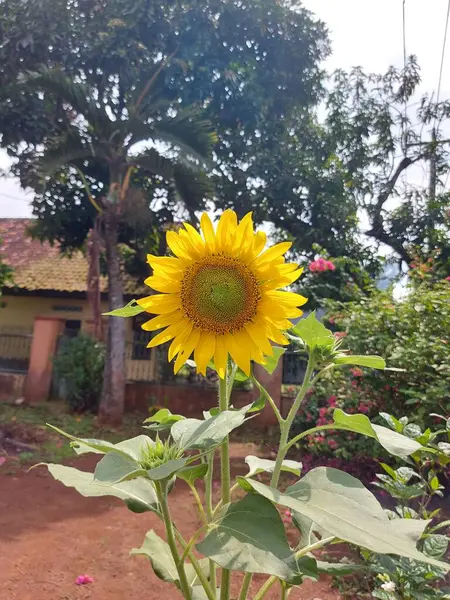 Κοινό Ηλίανθο Helianthus Annuus Αποτελεί Μεγάλη Ετήσια Απαγόρευση Του Γένους — Φωτογραφία Αρχείου