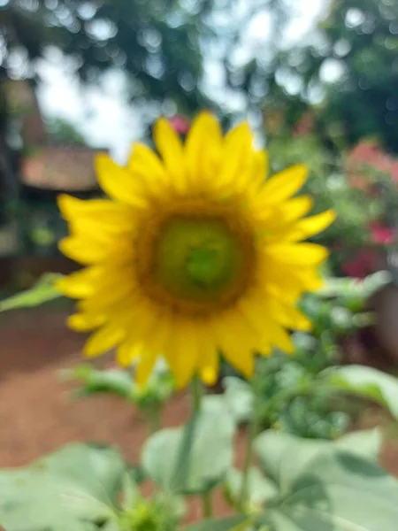 Vanlig Solros Eller Helianthus Annuus Det Stor Ettårig Grönsak Släktet — Stockfoto