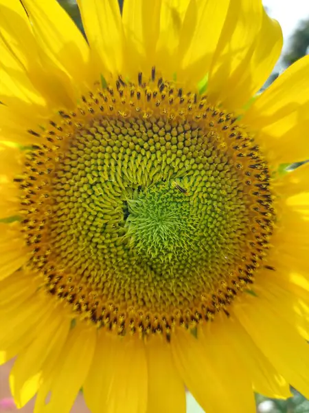 Κοινό Ηλίανθο Helianthus Annuus Αποτελεί Μεγάλη Ετήσια Απαγόρευση Του Γένους — Φωτογραφία Αρχείου