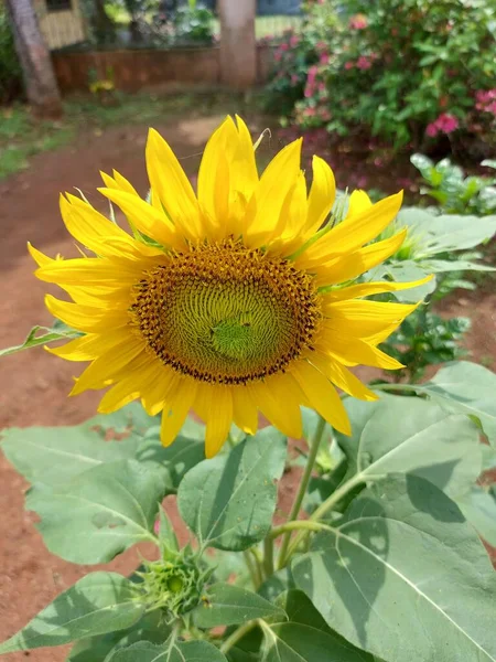 Common Sunflower Helianthus Annuus Largeannualforbof Genushelianthusgrown Crop Its Edible Oil — Stock Photo, Image