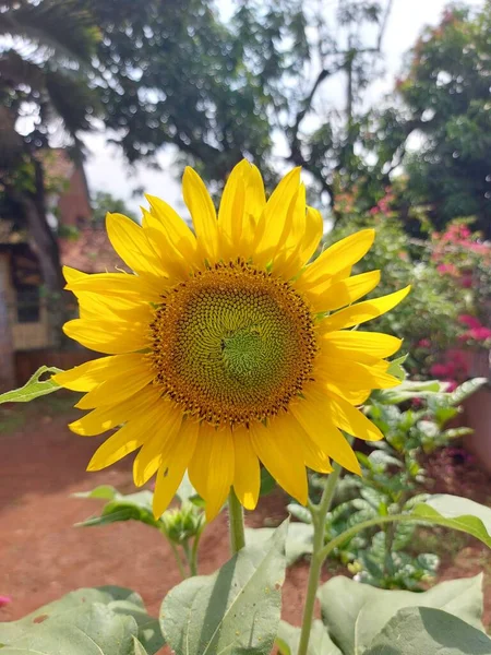 Κοινό Ηλίανθο Helianthus Annuus Αποτελεί Μεγάλη Ετήσια Απαγόρευση Του Γένους — Φωτογραφία Αρχείου