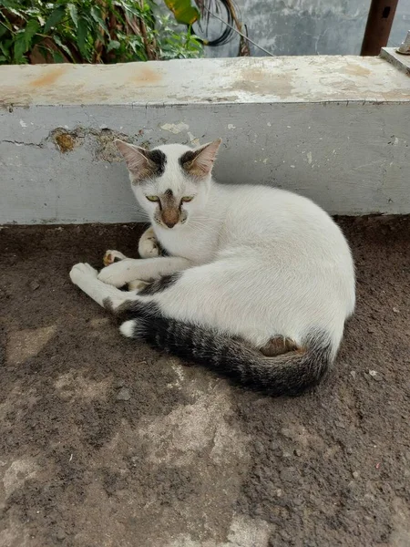 Gato Egeo Gato Doméstico Pelo Corto Durmiendo Calle Vista Superior — Foto de Stock