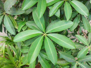 Alstonia bursu ya da karatahta ağacı ya da şeytan ağacı. Apocynaceae familyasındaki her zaman yeşil bir ağaçtır..