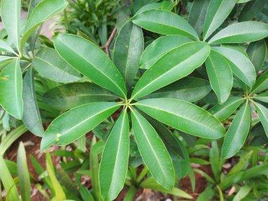 Alstonia bursu ya da karatahta ağacı ya da şeytan ağacı. Apocynaceae familyasındaki her zaman yeşil bir ağaçtır..