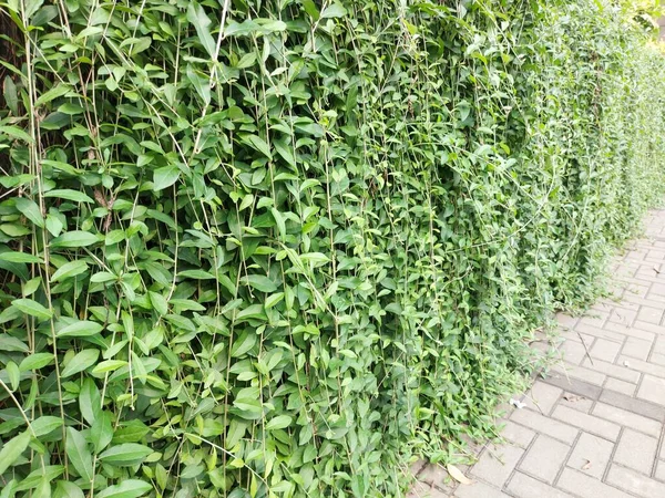 green creeper plant or vernonia eliptica curtain creeper or lee kwan yew or live parda bel or  vernonia elaegnifolia.