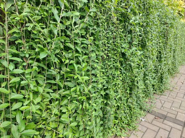 green creeper plant or vernonia eliptica curtain creeper or lee kwan yew or live parda bel or  vernonia elaegnifolia.