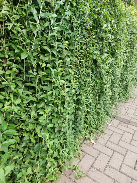 Vert Plante Rampante Vernonia Eliptica Rideau Rampant Lee Kwan Vivant — Photo