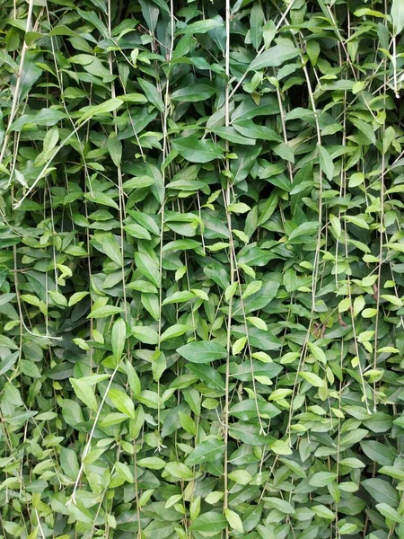 green creeper plant or vernonia eliptica curtain creeper or lee kwan yew or live parda bel or  vernonia elaegnifolia.