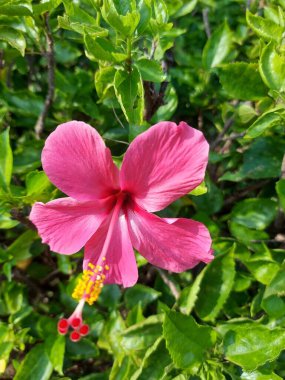 Kırmızı çiçek. Adı Bunga sepatu ya da Hibiscus rosa sinensis ya da Red Hibiscus çiçekleri ya da Çin amblemi ya da Çin gülü ya da Hawai amfibisi veya Mallow veya ayakkabı boyası.