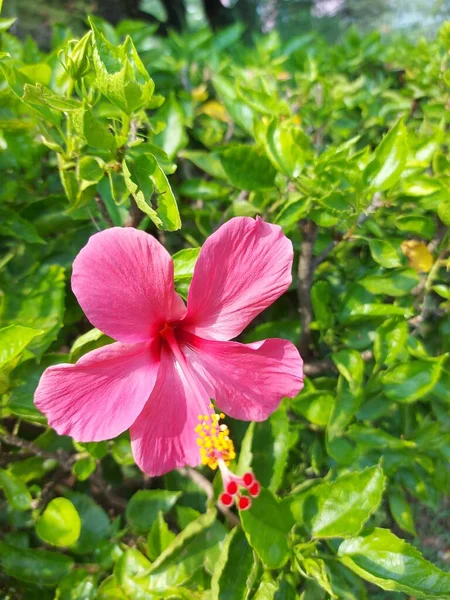 Flor Vermelha Nome Bunga Sepatu Hibiscus Rosa Sinensis Flores Hibiscus — Fotografia de Stock