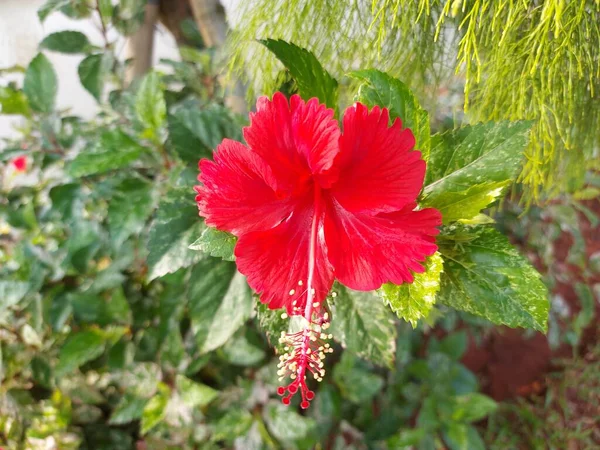 Vörös Virág Név Bunga Sepatu Vagy Hibiscus Rosa Sinensis Vagy — Stock Fotó