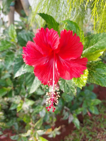 赤い花 の名前はBunga SepatuまたはHibiscus Rosa Sinensisまたは赤ハイビスカスの花や中国のハイビスカスや中国のバラの花ハワイのハイビスカスのバラムールブラックの植物 — ストック写真