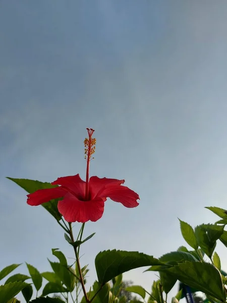 Vörös Virág Név Bunga Sepatu Vagy Hibiscus Rosa Sinensis Vagy — Stock Fotó