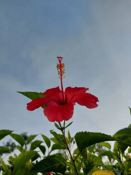 Flor Vermelha Nome Bunga Sepatu Hibiscus Rosa Sinensis Flores Hibiscus — Fotografia de Stock