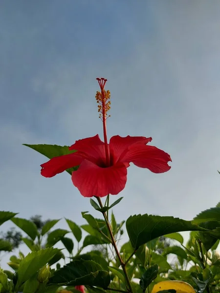 Красный Цветок Название Bunga Sepatu Hibiscus Rosa Sinensis Красный Гибискус — стоковое фото