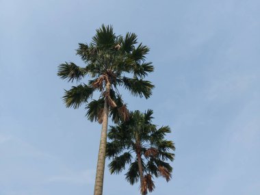 Palmiye ağacı mavi gökyüzüne karşı. Ağaç adı Saribus rotundifolius ya da tabure palmiyesi ya da fan palmiyesidir. Güneydoğu Asya 'da bulundu. Saribus cinsinin bir üyesidir..