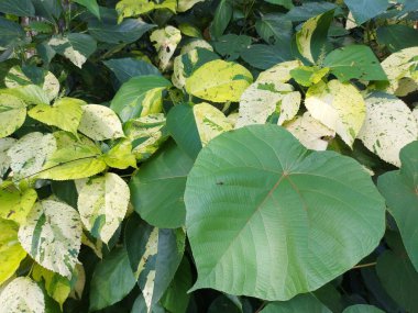 Acalypha Wilkesiana Java beyaz yaprakları arasında Macaranga tanarius yaprağı. Yuvarlak damarlı yapraklarıyla kolayca tanınır.. 