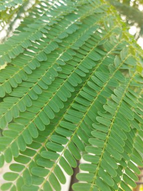 Şizolobiyum parahyba ya da Brezilya alevli merdiveni veya Brezilya eğreltiotu ağacı. Tropikal Amerika 'dan gelen bir ağaç türü.