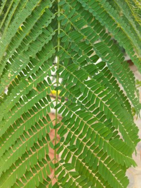 Şizolobiyum parahyba ya da Brezilya alevli merdiveni veya Brezilya eğreltiotu ağacı. Tropikal Amerika 'dan gelen bir ağaç türü.