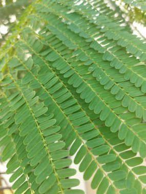 Şizolobiyum parahyba ya da Brezilya alevli merdiveni veya Brezilya eğreltiotu ağacı. Tropikal Amerika 'dan gelen bir ağaç türü.