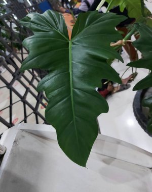 Ağaç filodendronu veya Thaumatophyllum bipinnatifidum veya Philodendron selloum veya xanadu. Büyük yeşil yaprak. Süslü bitki