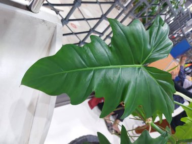 Ağaç filodendronu veya Thaumatophyllum bipinnatifidum veya Philodendron selloum veya xanadu. Büyük yeşil yaprak. Süslü bitki