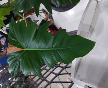 Ağaç filodendronu veya Thaumatophyllum bipinnatifidum veya Philodendron selloum veya xanadu. Büyük yeşil yaprak. Süslü bitki