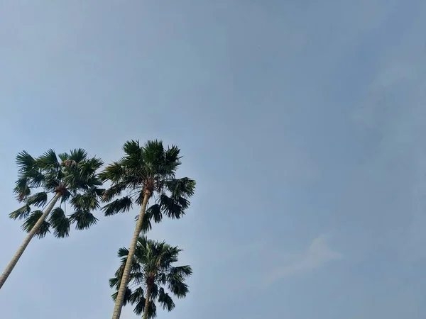 棕榈树又把蓝天盖住了 树名是Saribus Rotundifolius 或脚凳棕榈或扇形棕榈 在东南亚发现的 它是Genussaribus的成员 — 图库照片