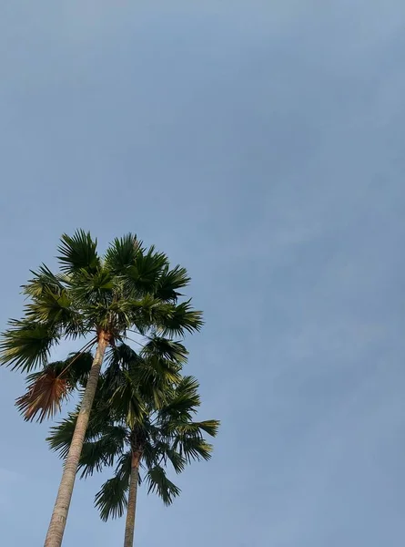 Palmera Contra Cielo Azul Nombre Del Árbol Saribus Rotundifolius Palma — Foto de Stock