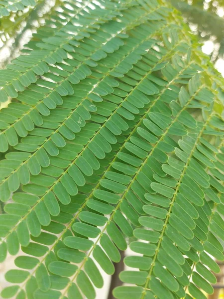 Şizolobiyum parahyba ya da Brezilya alevli merdiveni veya Brezilya eğreltiotu ağacı. Tropikal Amerika 'dan gelen bir ağaç türü.